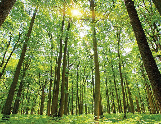 Pyje dhe ambient i qetë